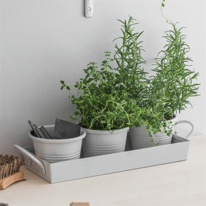 Garden Trading Set of 3 Pots on a Tray